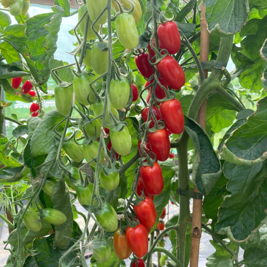 Tomato Santa Victoria